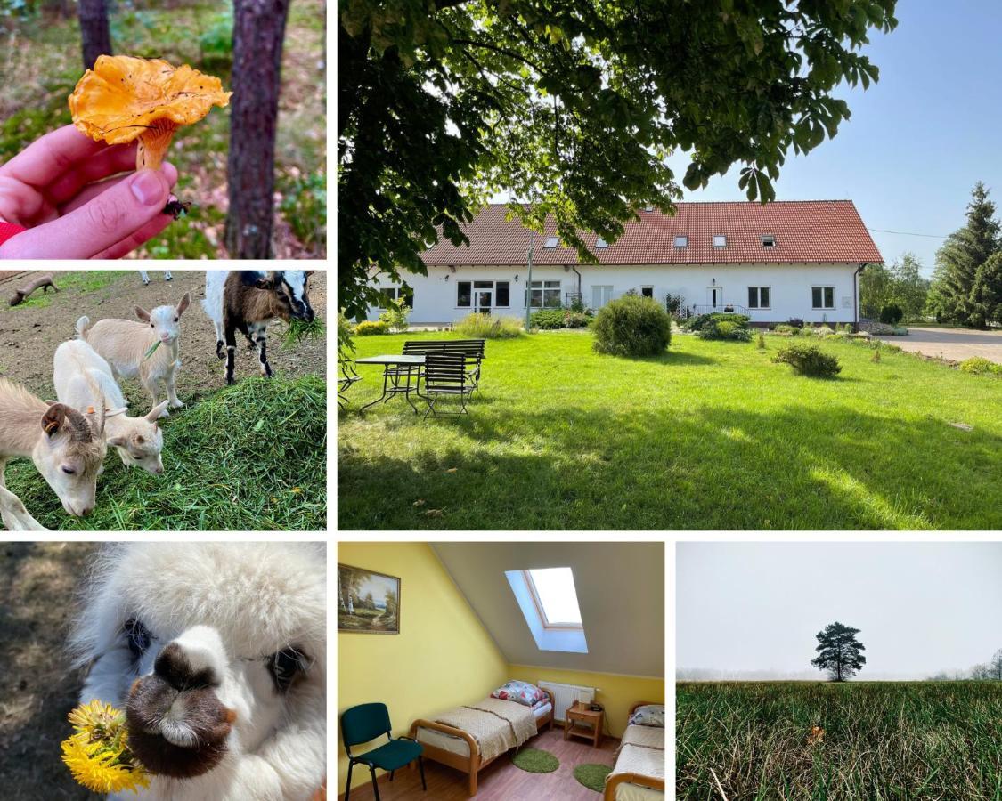 Gospodarstwo Agroturystyczne Zasadkowe Bory Rogowo  Dış mekan fotoğraf