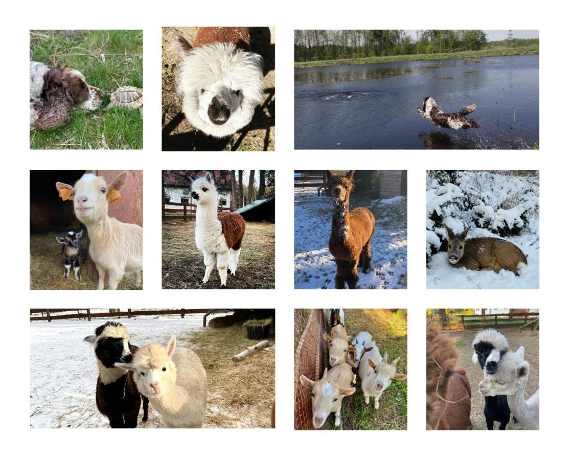 Gospodarstwo Agroturystyczne Zasadkowe Bory Rogowo  Dış mekan fotoğraf